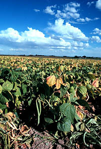 Bean Field in Idaho