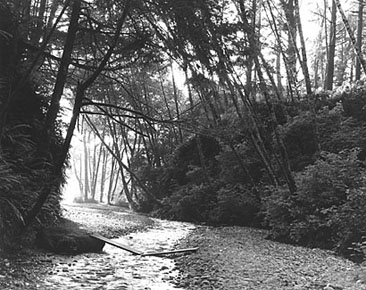 Fern Canyon