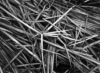 Reeds